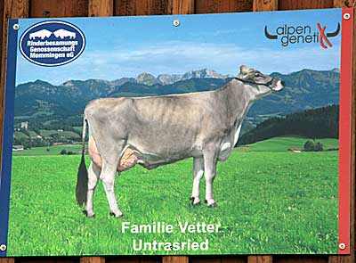 Rinderbesamungs Genossenschaft Memmingen, Alpen Genetik 2014