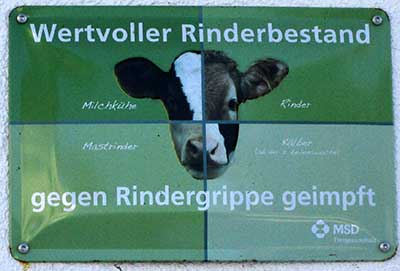 Wangen Laudorf - 2017 Wertvoller Rinderbestand - gegen Rindergrippe geimpft