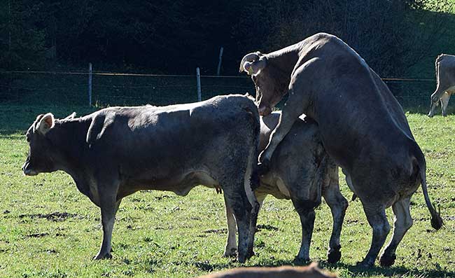 Lesbische Kühe - am Elbsee im Allgäu 2017 gesehen
