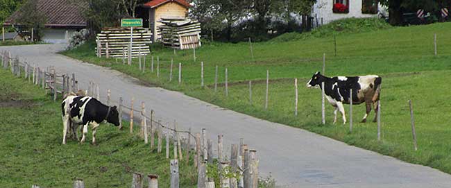 Links und Rechts eine Herde mit jeweils einer Schwarz-Bunten Kuh. Die Strasse stellt ein unüberwindliches Hindernis dar. 