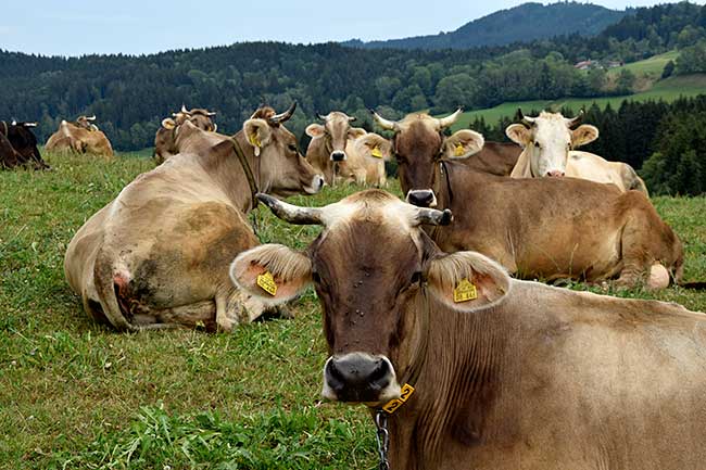 Allgäuer Kühe mit Hörnern in der Wellnesphase - Maierhoefen 2018