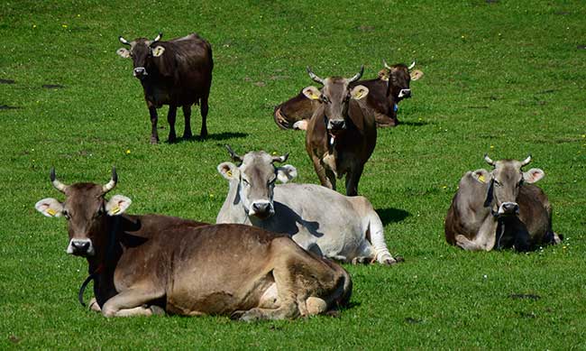 Herde hörnertragende Kühe am Schwaltenweiher im Ostallgäu