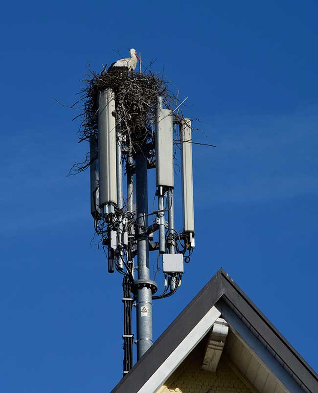 Die Störche wissen, wo man gesund leben kann - Storchennest auf dem Mobilfunkmast in Neuravensburg