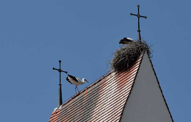 Ein Storchenpaar auf der Kirche St.Vitus in Altmannshofen