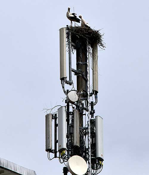 Störche auf dem D1 Mast der Telekom in Isny - auf dem Hof des alten Postgebäudes 2019