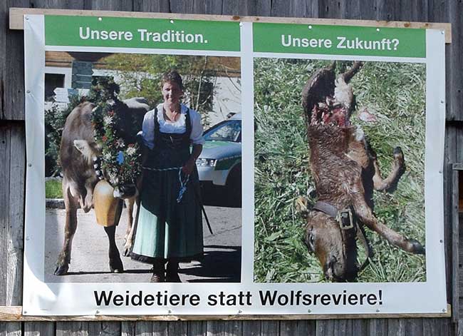 Klare Ansage: Abschuss der Wölfe im Allgäu - hier Wertach 2019