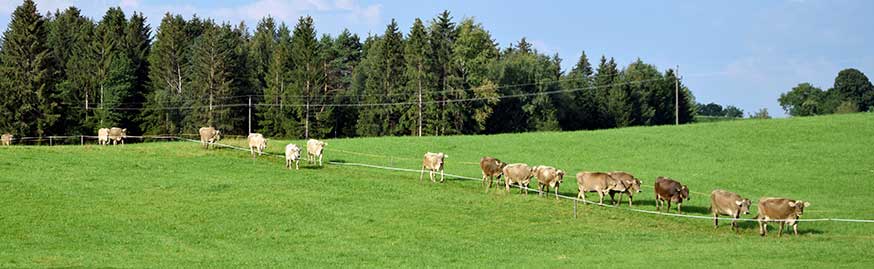 Wechsel von der abgegrasten Weide auf eine Weide mit frischem Futter - Alpauftrieb in Heimenkirch 2020