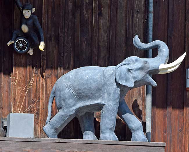 Elephant im Allgäu - zum 750 jährigen Jubiläum in Scheffau mit nicht einheimischen Tieren gefeiert